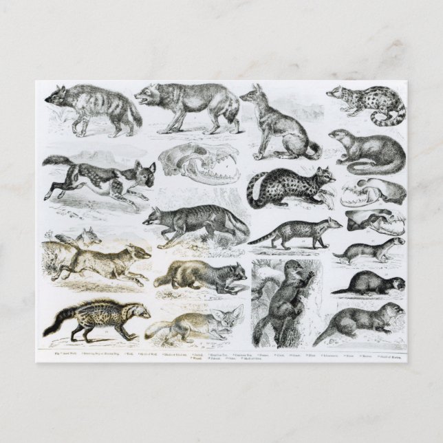 Fleischfresser Postkarte (Vorderseite)