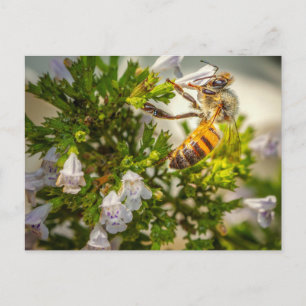 Fleißige Biene bei der Arbeit Postkarte