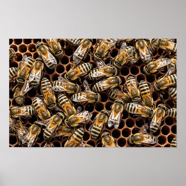 Fleißige Bienen Poster (Vorne)