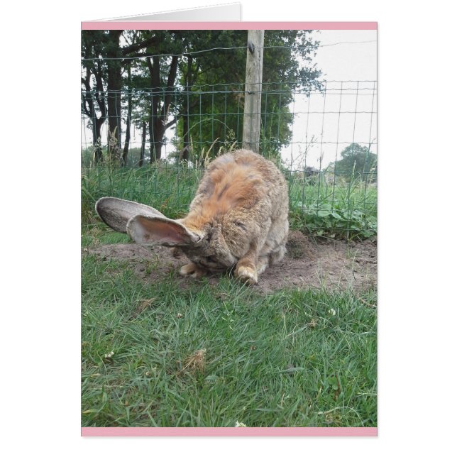 Flemish giant (Vorne)