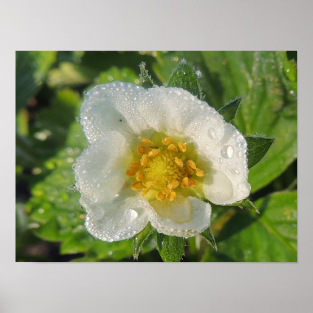 Fleur de fraisier poster (Vorne)