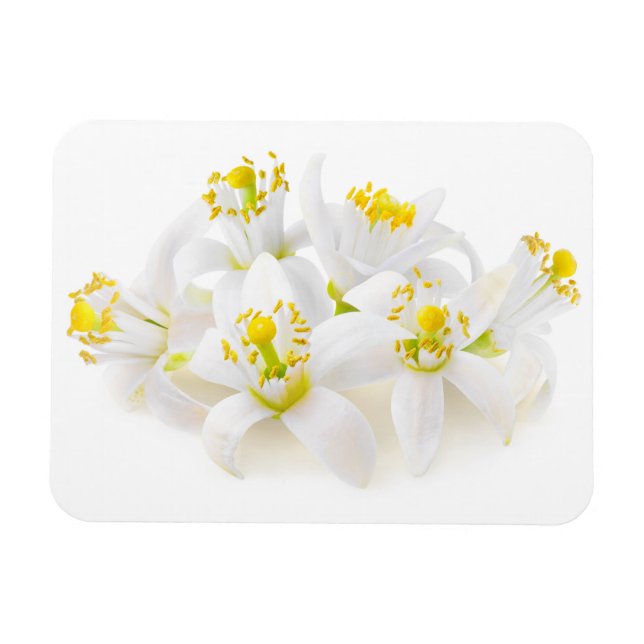 Fleur d'oranger magnet (Horizontal)