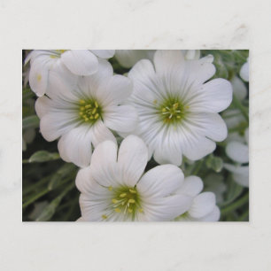 Fleurs blanches postkarte