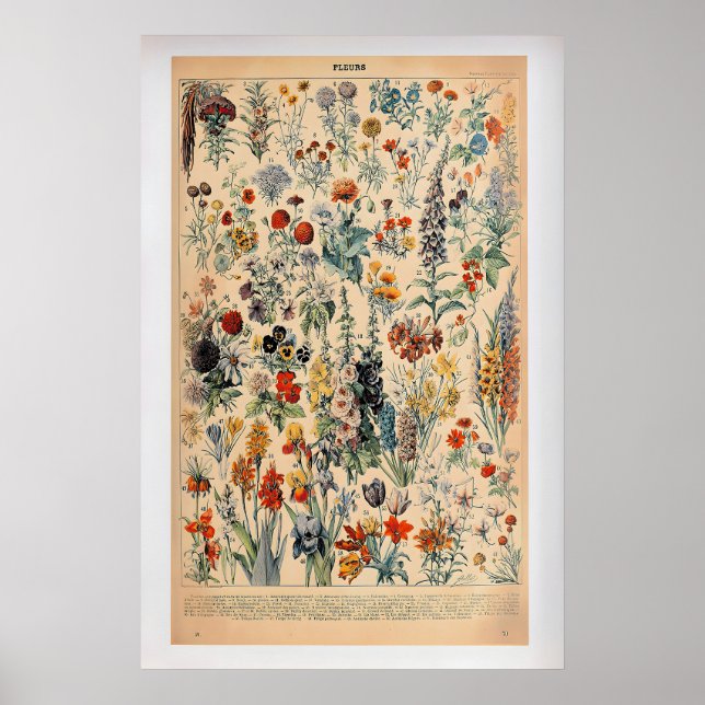 Fleurs by Adolphe Millot  Vintage Botanical Poster (Vorne)