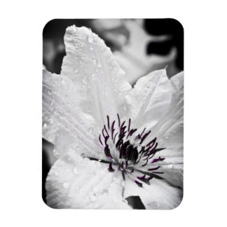 Flexible Magnet - Blume von White Clematis