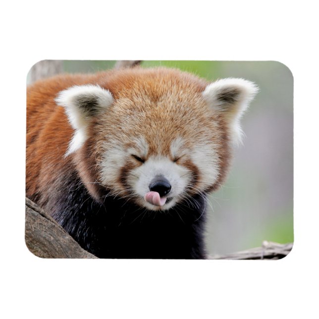 Flexibler Magnet Foto roter Panda , Tiere 0259. (Horizontal)