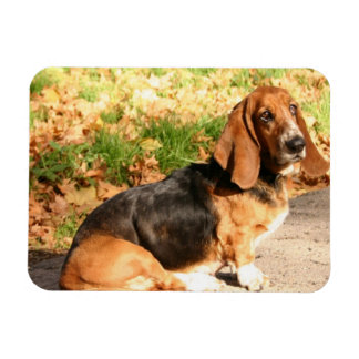 Flexibles Basset-Hound-Magnet setzen Magnet