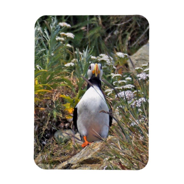 Flexibles Foto Magnet des Puffins (Vertikal)