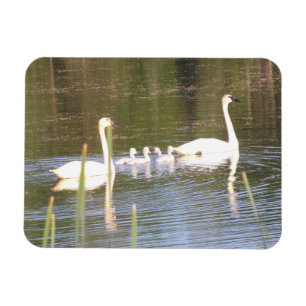 Flexibles Magnet für White Swan