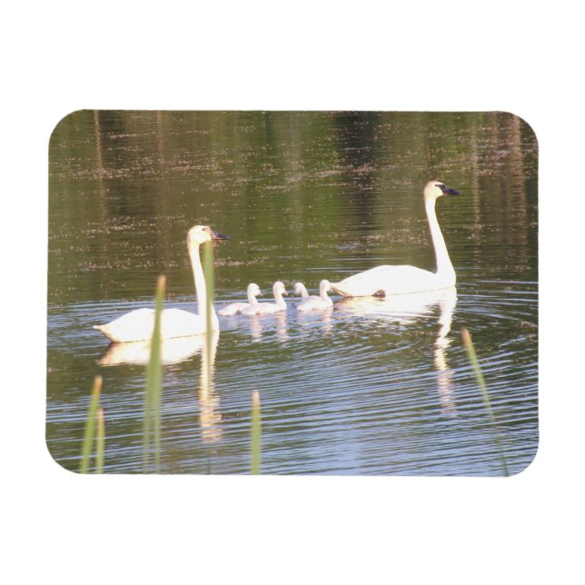Flexibles Magnet für White Swan (Horizontal)