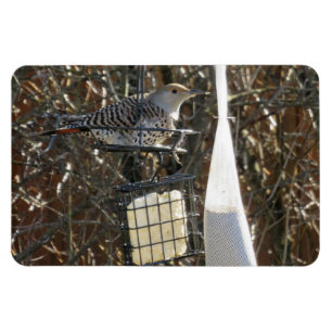 Flicker im Vogelzuführungsmagnet Magnet
