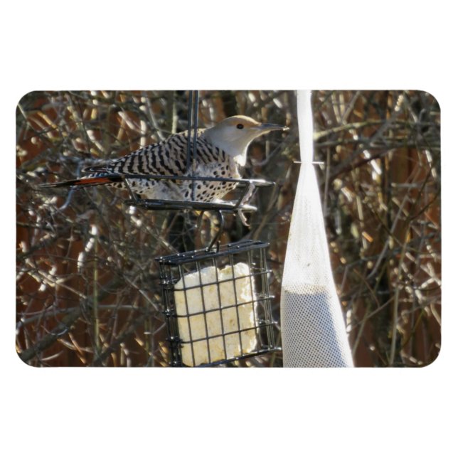 Flicker im Vogelzuführungsmagnet Magnet (Horizontal)