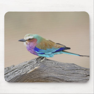 Flieder-breasted Rolle (Coracias Caudata) Mousepad