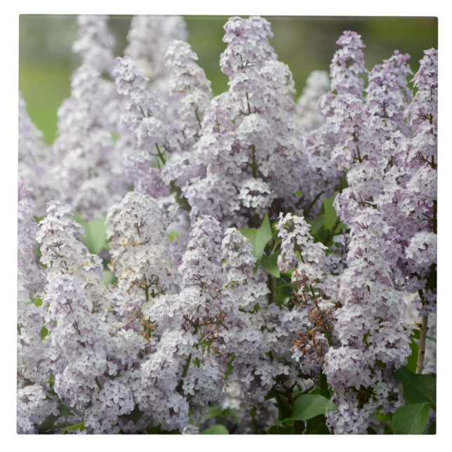 Flieder Fliese (Vorderseite)