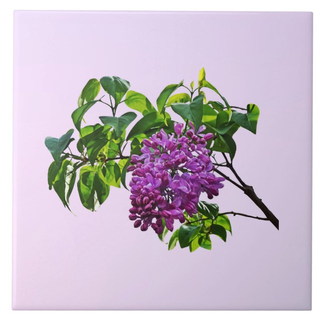 Flieder in voller Blüte Fliese (Vorderseite)