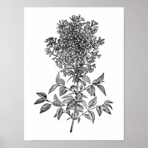 Flieder Poster
