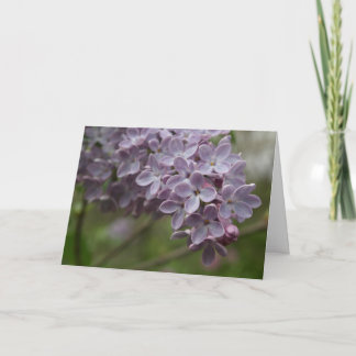 Flieder (Syringa spp.) Karte