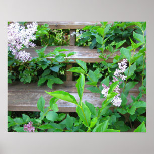 Fliederbusch, Blumen wachsen durch alte Holzstufen Poster