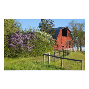 Fliederbüsche in Blüte und Elstern in den Bäumen Fotodruck