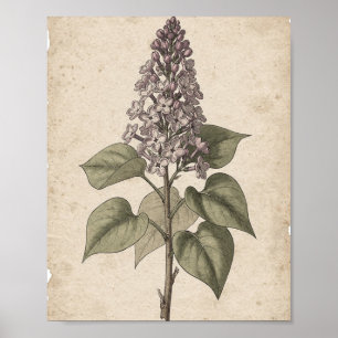 Fliederzweig mit Blüten Botanische Kunst Poster
