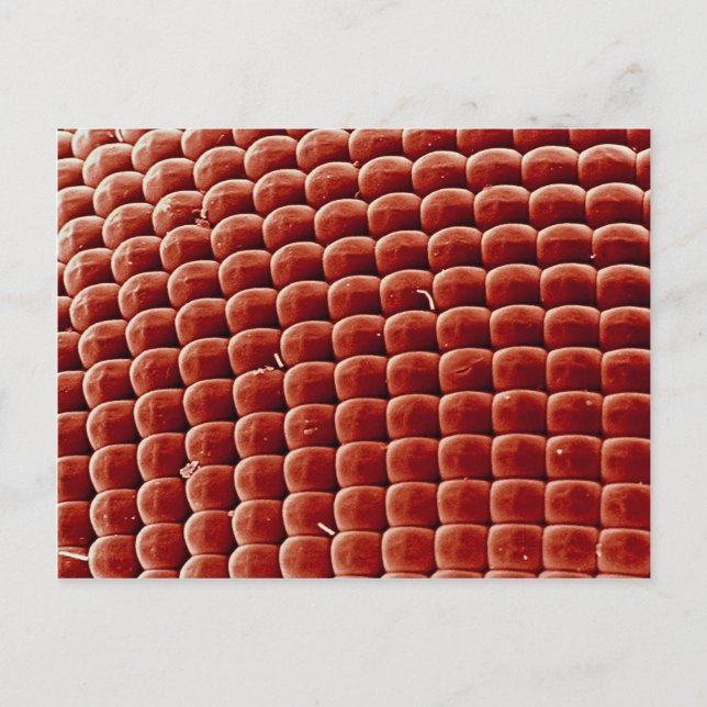 Fliege - Auge Postkarte (Vorderseite)