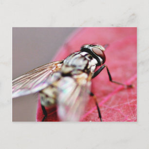 Fliege Insekt Postkarte
