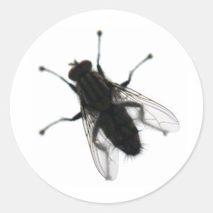 Fliege Insekt Runder Aufkleber
