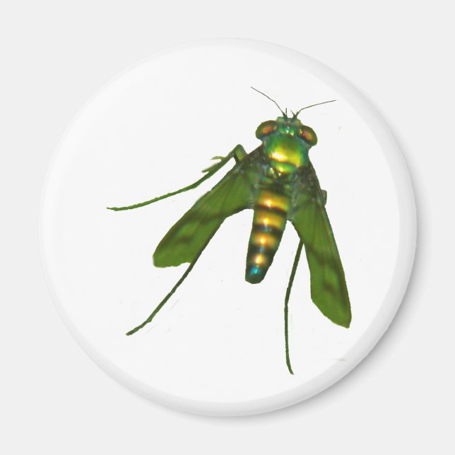 Fliege Magnet (Vorne)