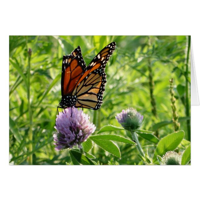 Fliege mit einem defekten Flügel, Monach (Vorderseite (Horizontal))