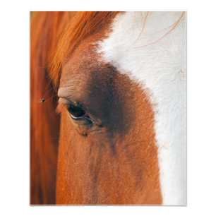 Fliegen auf dem Pferd Fotodruck