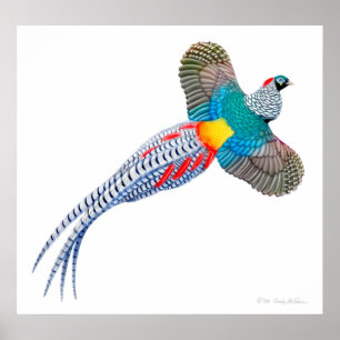 Fliegen-Dame Amherst Pheasant Print Poster