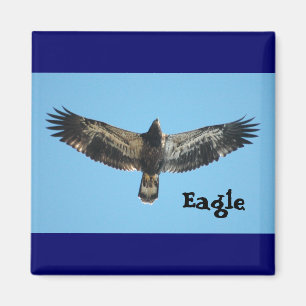 Fliegen-Eagle-Magnet Magnet