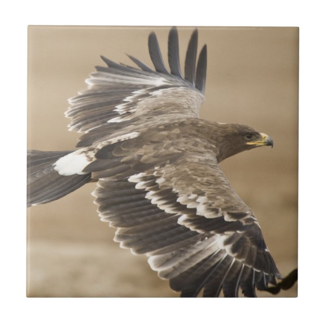 Fliegen-Eagle-Vogel-Fliese Fliese (Vorderseite)