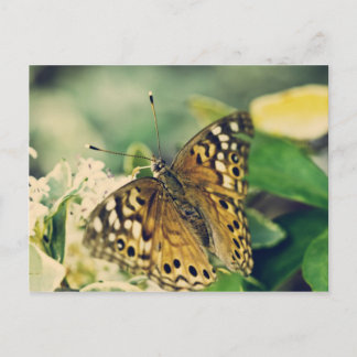Fliegen, fliegen... postkarte