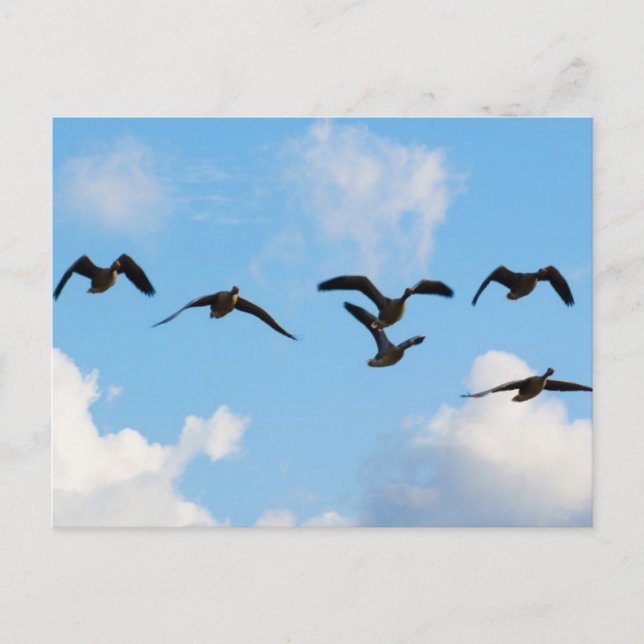 Fliegen-Gans-Postkarte Postkarte (Vorderseite)