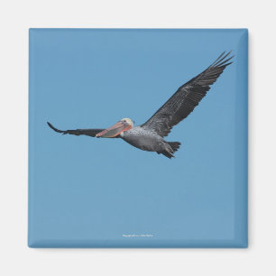 Fliegen-Pelikan-Magnet 10 Magnet