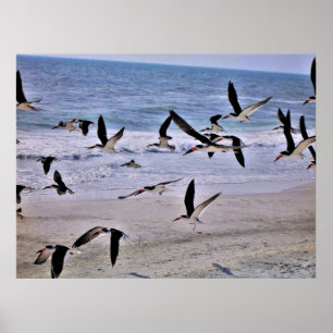 Fliegen Poster