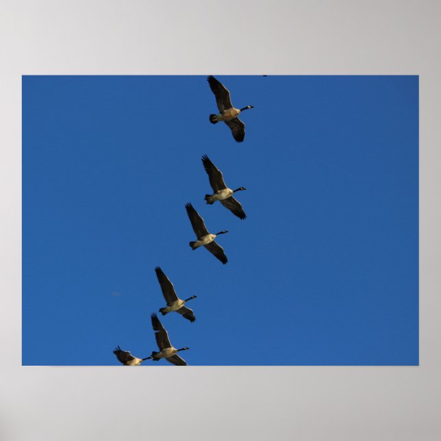 Fliegen Poster (Vorne)