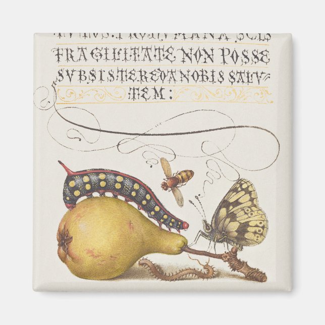 Fliegen, Raupe, Birne und Zentipede aus Mira Magnet (Vorne)