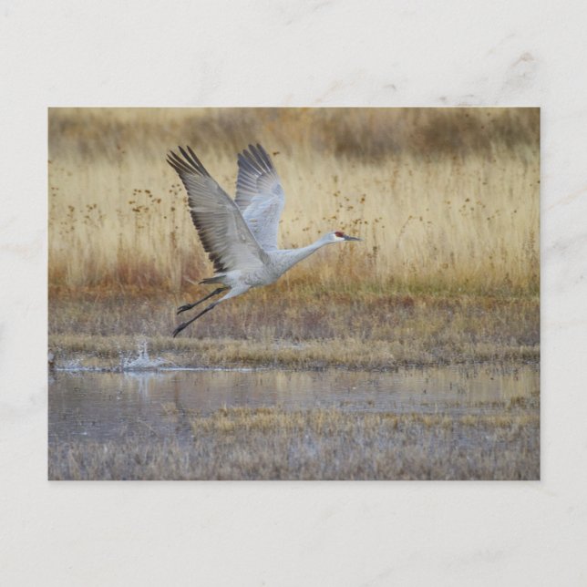 Fliegen Sie mit mir Postkarte (Vorderseite)