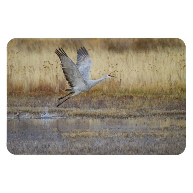 Fliegen Sie mit mir Sandhill Crane Magnet (Horizontal)