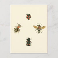Fliegen und Käfer durch Visions-Studio