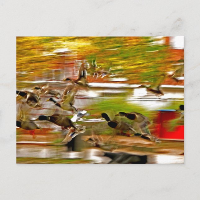Fliegen weg postkarte (Vorderseite)
