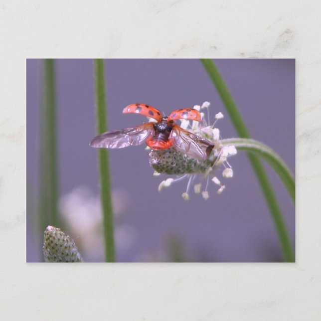 Fliegen weg Zuhause Postkarte (Vorderseite)