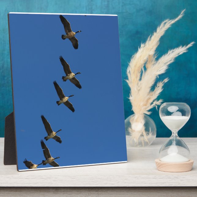 Fliegend Fotoplatte (Seite)