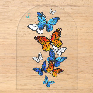 Fliegende Schmetterlinge Morpho und Monarch Acryleinladungen