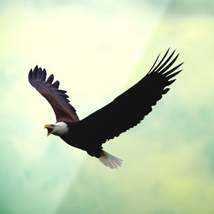 Fliegender Adlerschnitt Fensteraufkleber