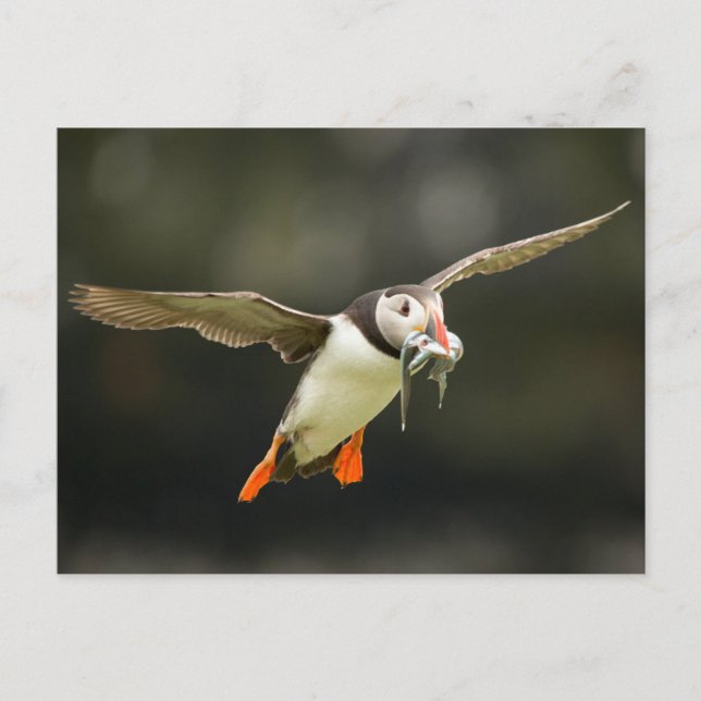 Fliegender Atlantischer Puffin mit Fischen im Schn Postkarte (Vorderseite)