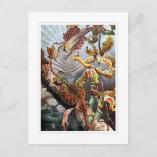 Fliegender Drache Postkarte