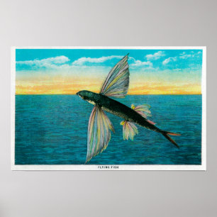 Fliegender Fisch in Catalina-Insel Poster